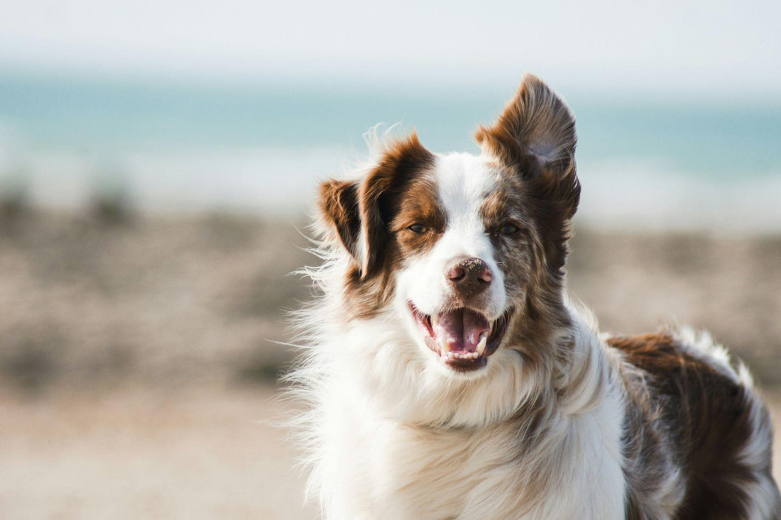 The Role of Nutrition in Pet Skin Health: Foods That Support Healthy Skin