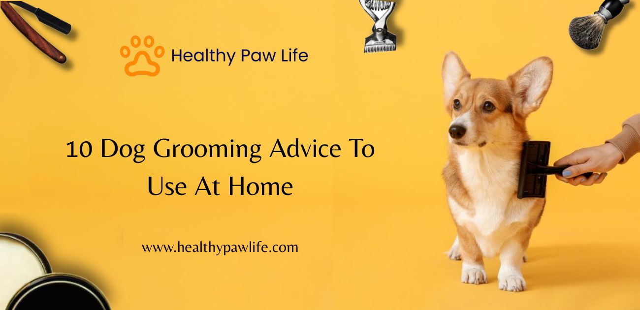 Corgi being brushed with grooming tools around, promoting dog grooming advice at home.