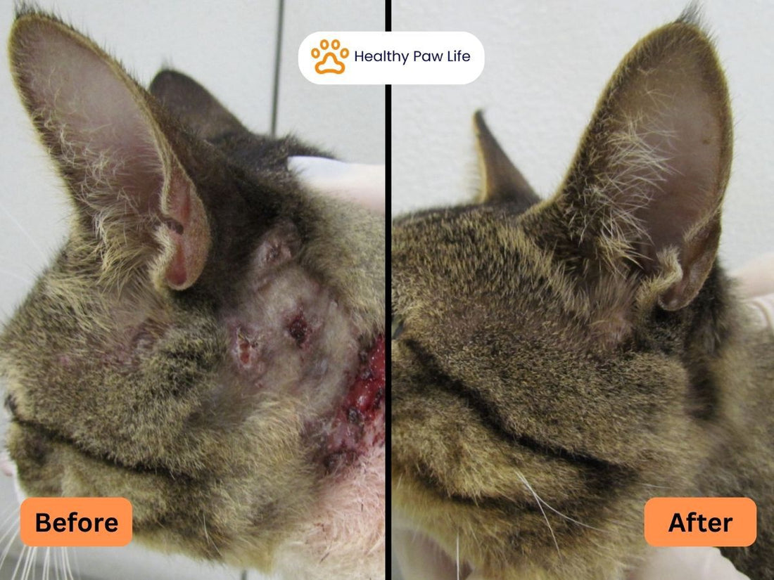 Before and after cat skin healing results with focus on cat paw care