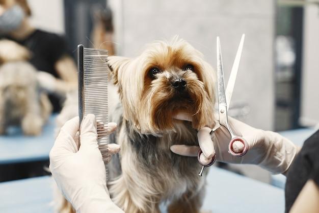 The Importance of Proper Pet Grooming and Hygiene