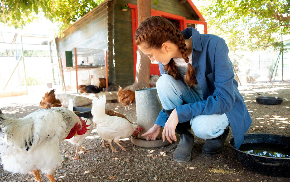 Woman crouching to feed chickens near a coop.