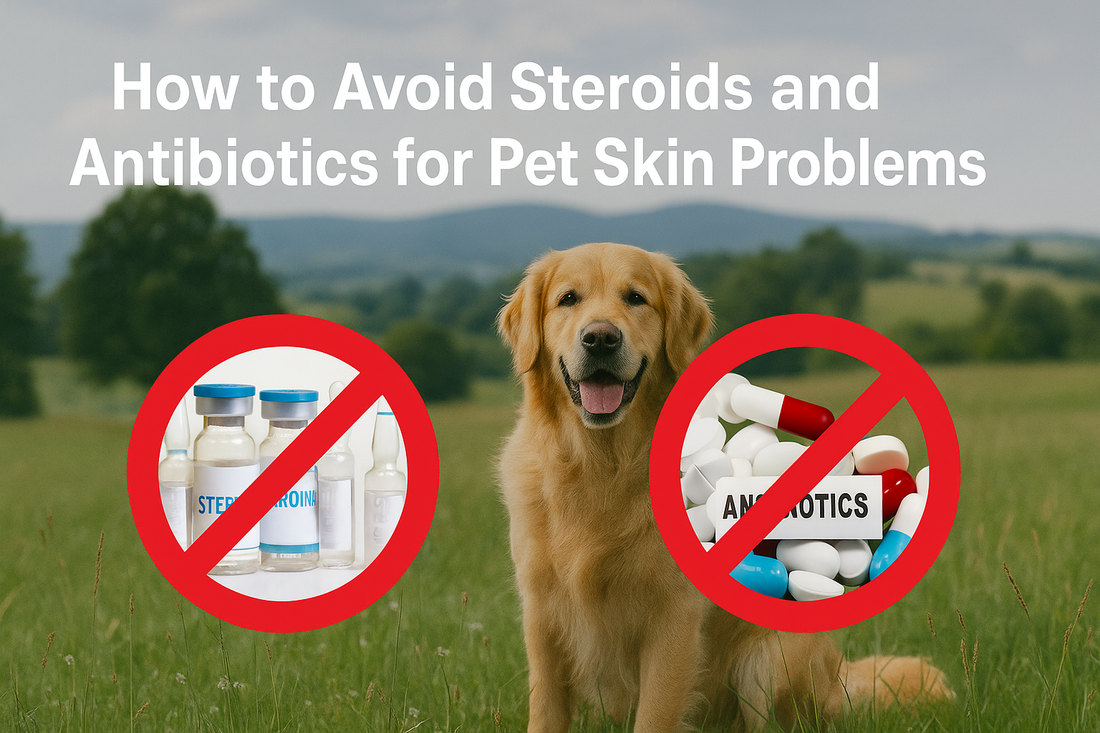 Golden retriever in meadow with text: How to Avoid Steroids and Antibiotics for Pet Skin Problems