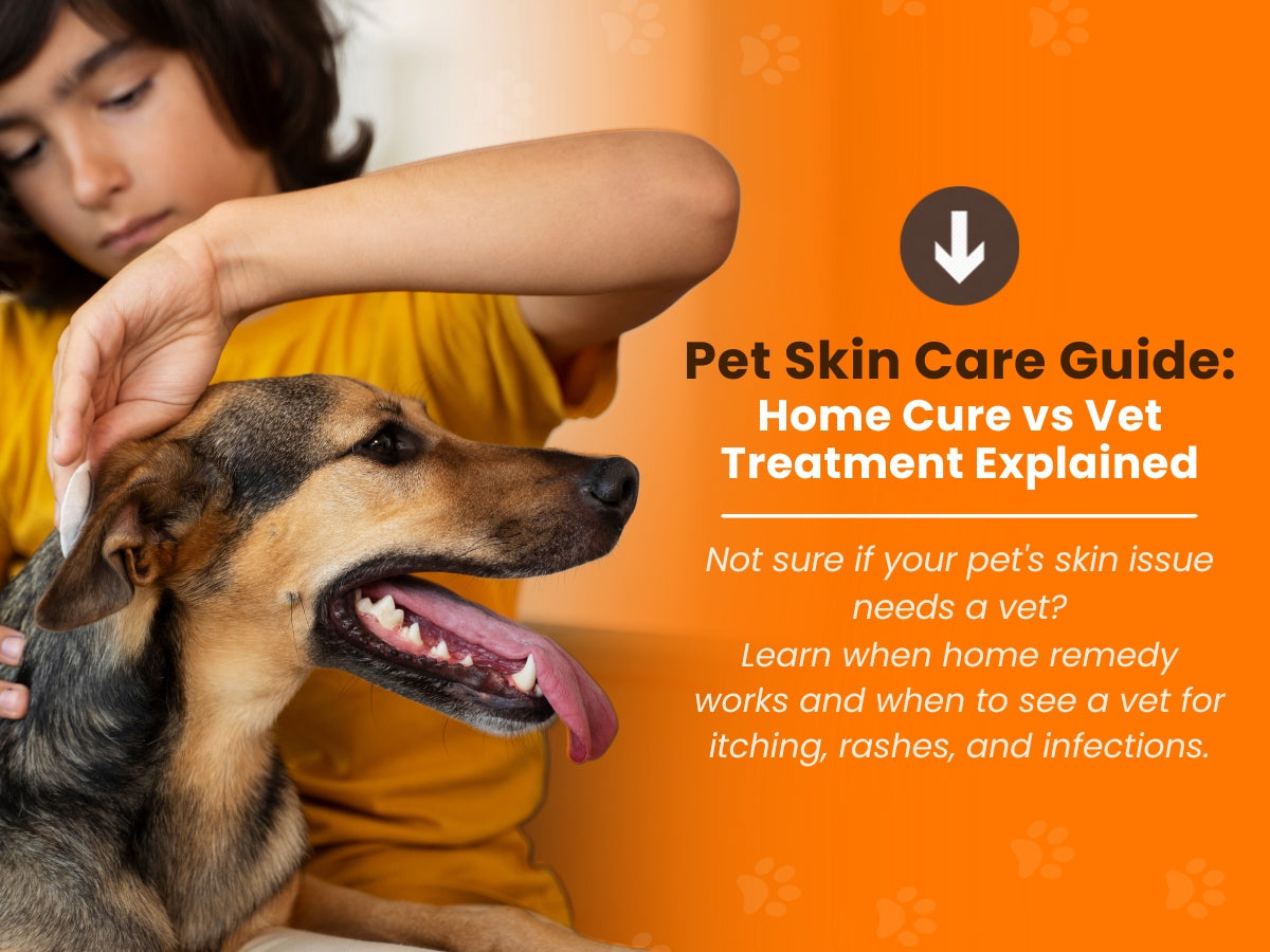 When to See a Vet and When Home Care Works for Pet Skin Conditions