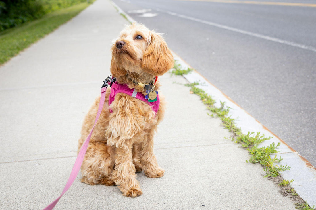 Fluffy golden dog wearing a pink harness and leash, sitting attentively on a sidewalk near the road.