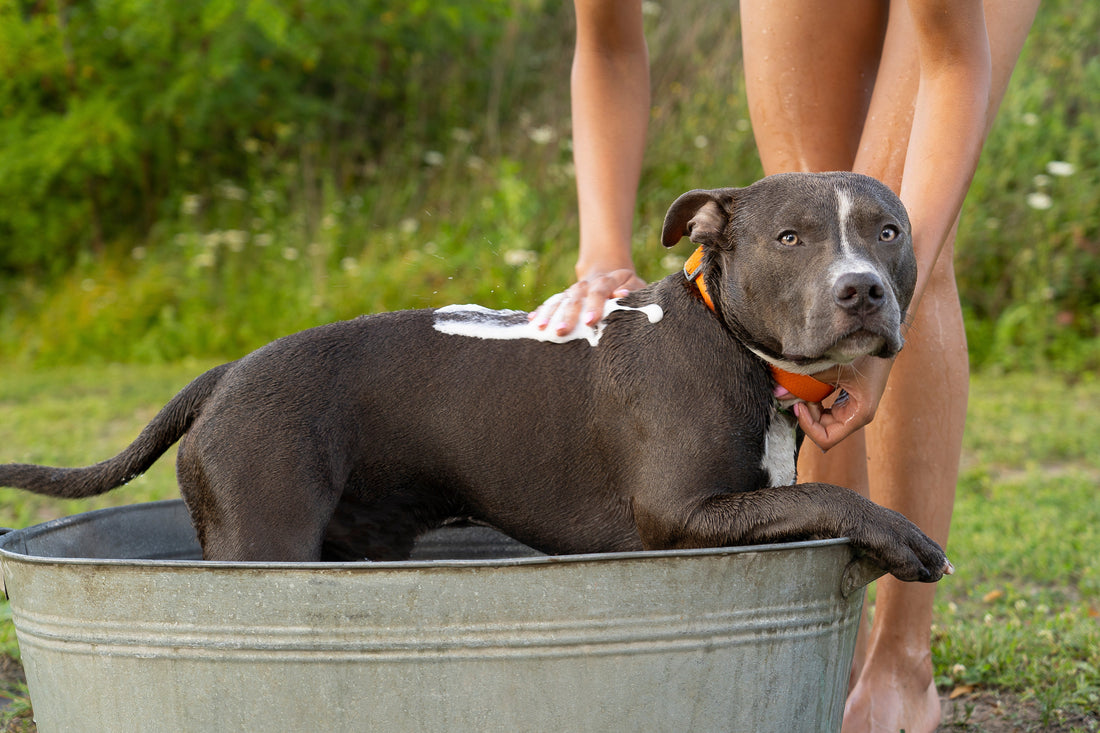 Skin care of a dog