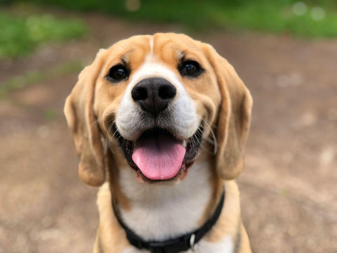 The Importance of Flea & Tick Prevention for Your Pet