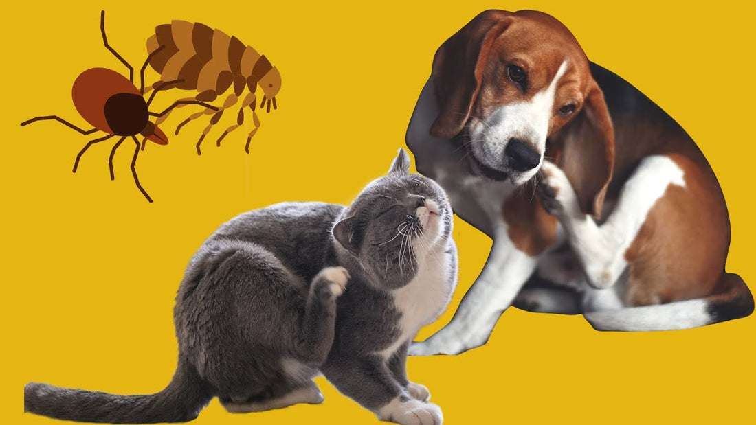 Cat and dog scratching themselves with a flea illustration above them, symbolizing flea and tick infestation problems in pets.