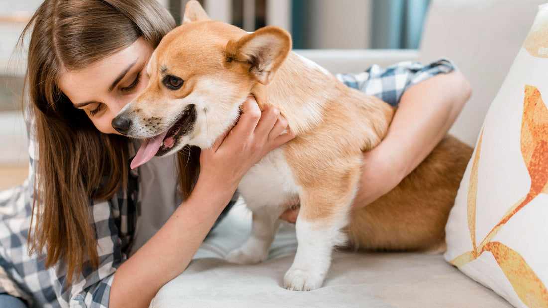 Smiling woman hugging a happy Corgi with a healthy, well-groomed coat, highlighting the benefits of proper pet skin and coat care.
