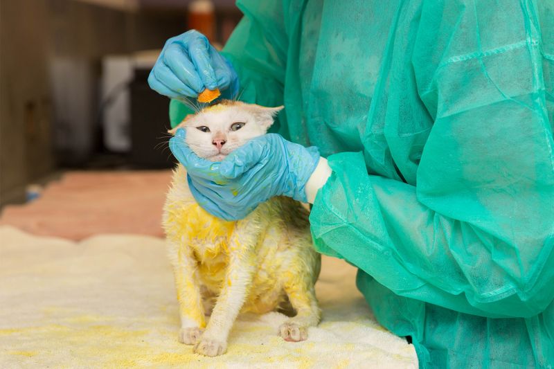Using Lime Sulfur Dip for Mange and Ringworm Treatment: A Comprehensive Guide