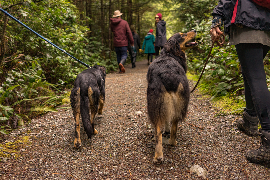 Two black and tan dogs on leashes walking along a forest trail with their owners, surrounded by lush greenery and a gravel path.