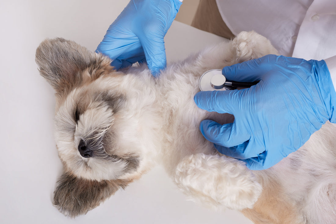 Pet's Skin Health Through Regular Check-ups